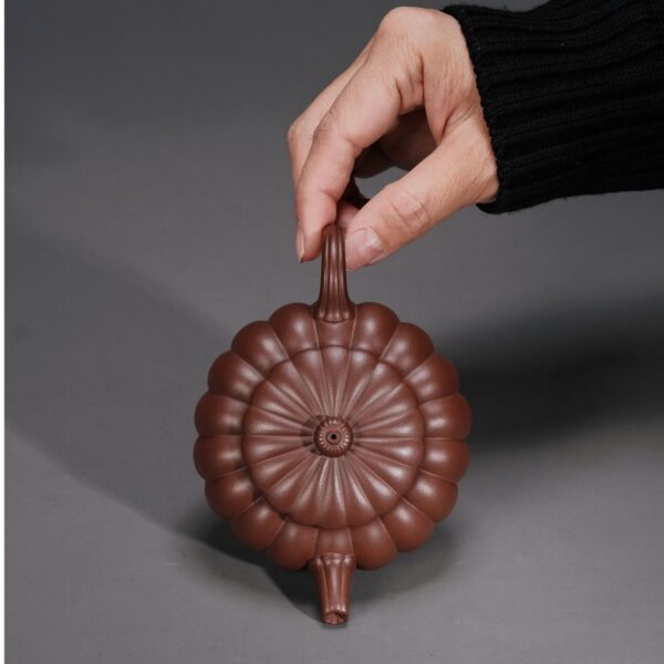 Dabin Chrysanthemum Petal